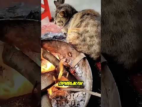 Странное поведение кошек у огня: причина вас удивит 😲🔥