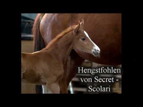 SOLD !!! ***** Hengstfohlen von Secret x Scolari