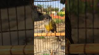 Download lagu SIKATAN KEPALA ABU JANTAN #burung #masteranburung #kicaumania #masteranmuraibatu #sikatan mp3 Download lagu SIKATAN KEPALA ABU JANTAN #burung #masteranburung #kicaumania #masteranmuraibatu #sikatan mp3