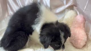 ボーダーコリーの動画01