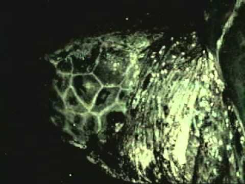 Video thumbnail — Endangered Dugong — Marsa Alam Egypt November 2014