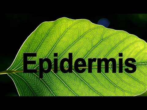 Epidermis in Plants | Biology | Science