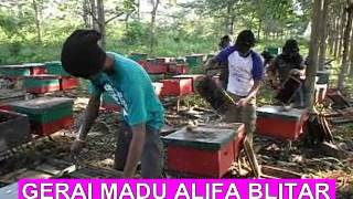 PROSES PANEN MADU ASLI NEKTAR RANDU, MADU ASLI NEKTAR KAPUK, MADU MURNI ALAMI NEKTAR RANDU