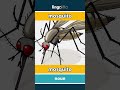 mosquito - mosquito video thumbnail