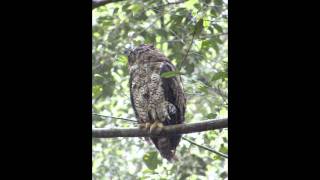 preview picture of video 'Barred-eagle owl @ KSNP'