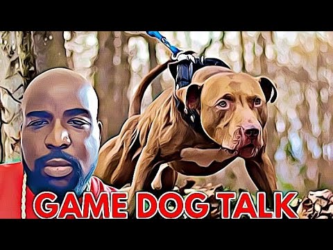 GAME DOG TALK EPISODE 89:  GENETICS VS SCHOOLING