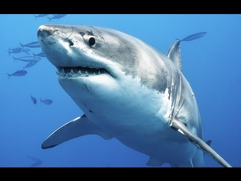 The Algerians not afraid of sharks