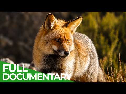 The Wild Heart Of Spain