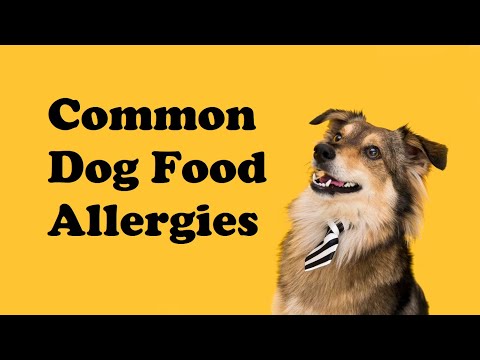 Common Dog Food Allergies: Identifying and Managing Them #DogFoodAllergies #PetfoodAllergies
