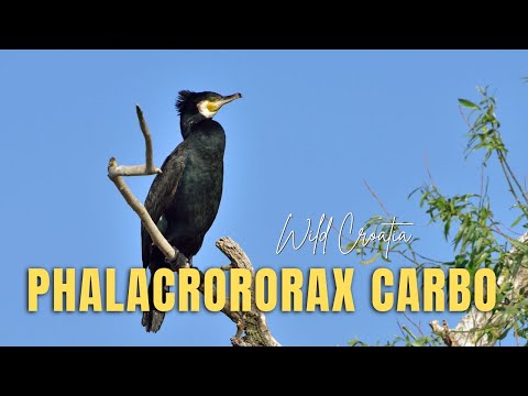 Kormorán veľký (Phalacrocorax carbo) — Great Cormorant