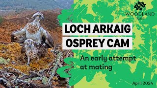 Opsreys attempt mating - Loch Arkaig Osprey Cam