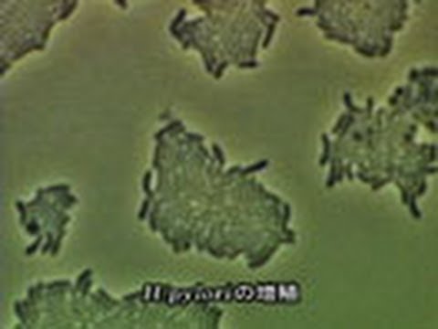 ヴァラヌス・プラシヌスについて詳しく解説