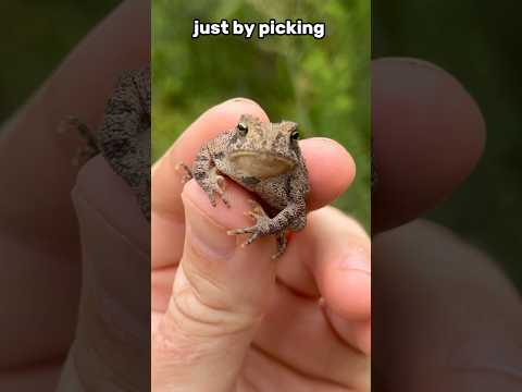 Do toads give you warts? (i tested it) 🐸