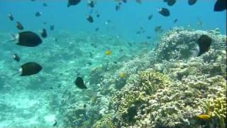 preview picture of video 'The world's most beautiful underwater Tokashiki Island 美しい日本の海'