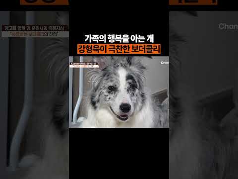 강형욱이 극찬한 보더콜리 #개늑시2 #개와늑대의시간2