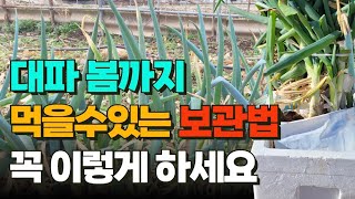 자동급수 대파 보관법으로 싱싱한 생 대파 드세요.