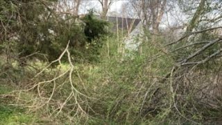 🔴  Yard Work / tree cutting live