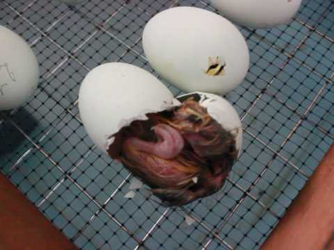 Цыпленок вылупляется из яйца. Вылупление цыплят из яиц. Цыпленок в разбитом яйце. Цыпленок вылупился. Зародыш в разбитом яйце.