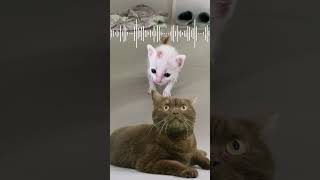 TRY These SOUNDS on Your CAT! 😹 #SHORTS