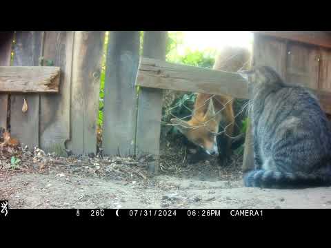 31st July 2024 Fox versus cat