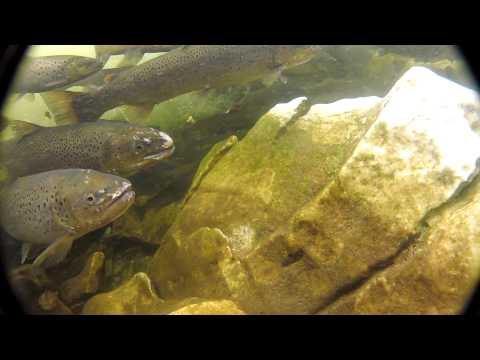 Schnorcheln mit Lachsen