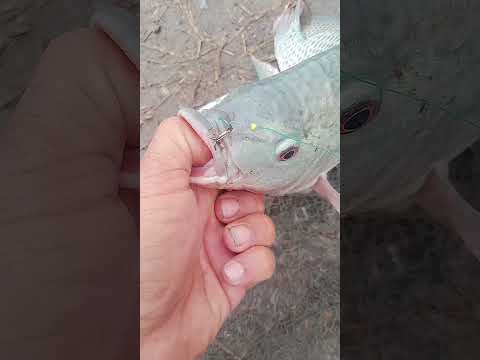 #Pescaria de #tilápias na #DIÁRIA,#Massa #Papesca #Resultado top #Pesqueiro do #Natan #Imbituva PR