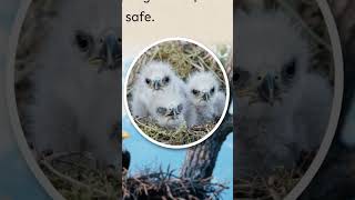 video dau ra
