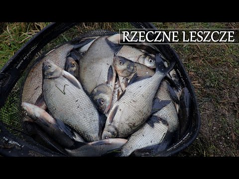 RZECZNY FEEDER - SELEKCJA LESZCZY