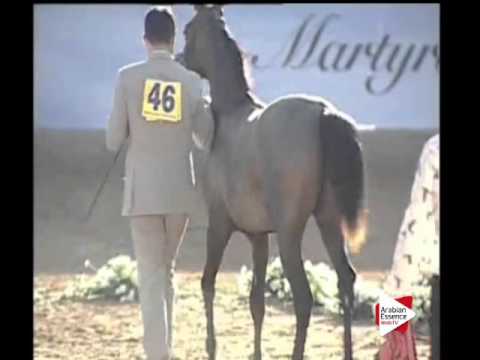 N.46 D HANEEN - Ajman 2016 - Yearling Fillies 1 year old (Class 1C)