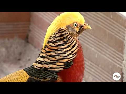 Reproducción de faisanes en granja - La Finca de Hoy