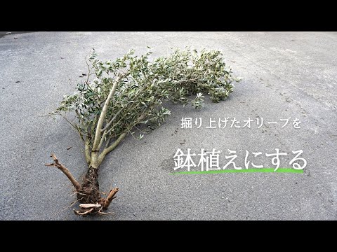 オリーブの牧草地