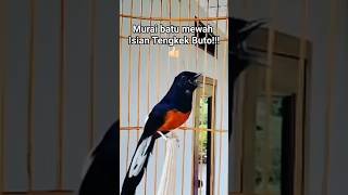 Download lagu Muraibatu isian jangkri sambung tengkek buto #rajanabirdfarm #pancinganmuraibatu #masteranmuraibatu mp3
