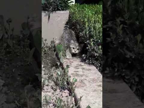 Caty ke Papa 🐈💕