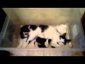 Мур :) Кошка и котята :) Purr :) Cat with kittens :) 