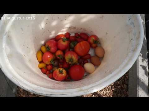 , title : 'TM2016#49 : Tomaten oogsten'