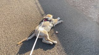 The golden retriever puppy waiting for me is sad lol
