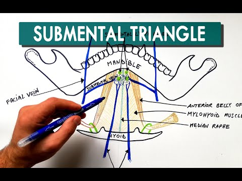 Submental Triangle - Boundaries & Contents | Anatomy Tutorial