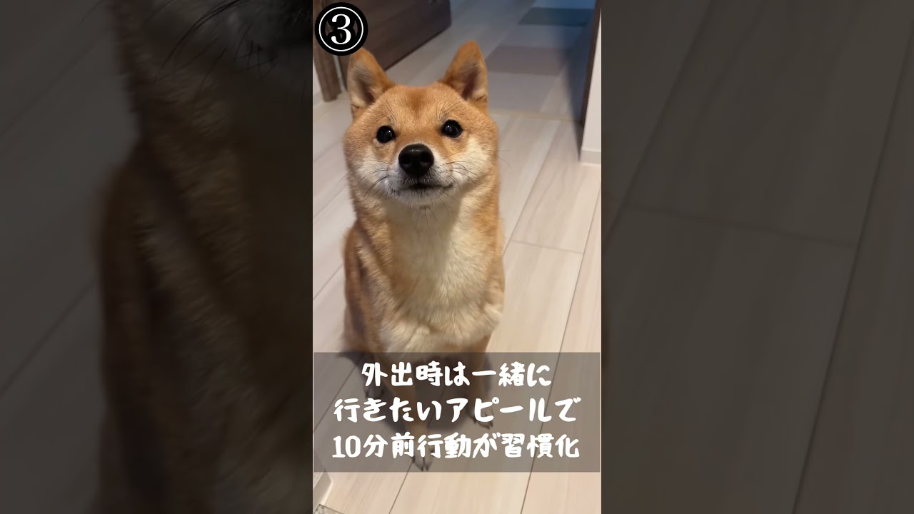 柴犬を飼ってはいけない理由ランキング5選 #豆柴