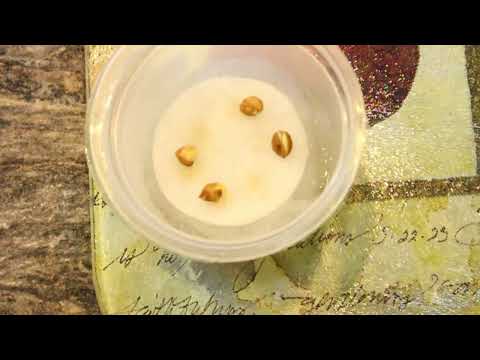 How to Grow  a Cherry Tree  from Seed