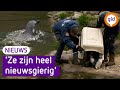 Jonge pinguïns van Burgers' Zoo verhuizen naar volwassenenverblijf