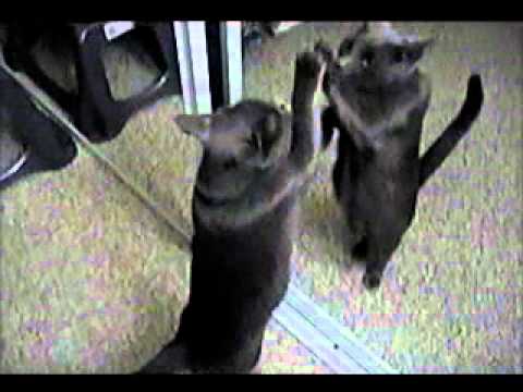 YouTube video about: Why does my cat scratch the mirror?