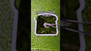 Download lagu Why do Guppies Eat their OWN Babies? 👶 mp3 Download lagu Why do Guppies Eat their OWN Babies? 👶 mp3