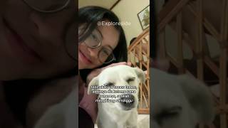 Download lagu Penyelamatan seekor anjing hingga bertemu kembali dengan pemiliknya #hewan #hewanlucu mp3