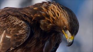 Planet Earth II | The Golden Eagle