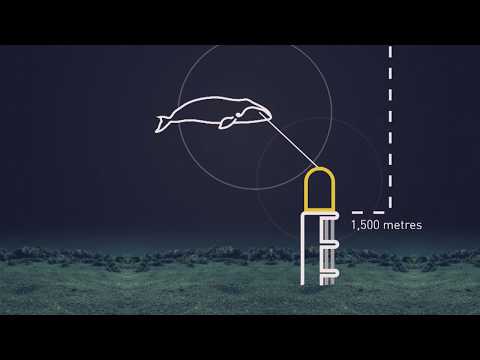 2nd YouTube video about are there whales in the atlantic ocean
