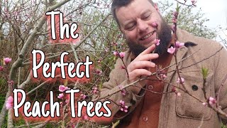 The Peach Trees -  Medicine, Myth & More 🍑