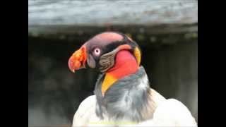 preview picture of video '2012 Ecuador   Banos, EcoZOOlogico San Martin, Gallinazo Rey, King Vultur'