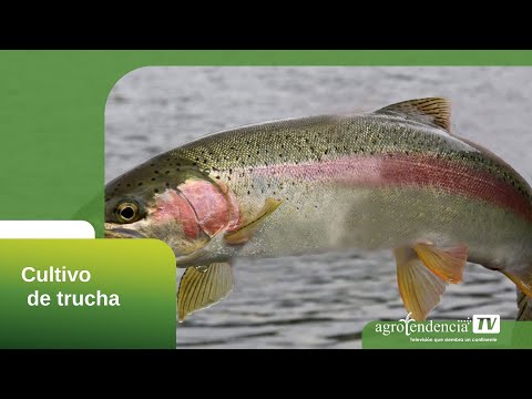 TROUT FARMING IN 2 MINUTES