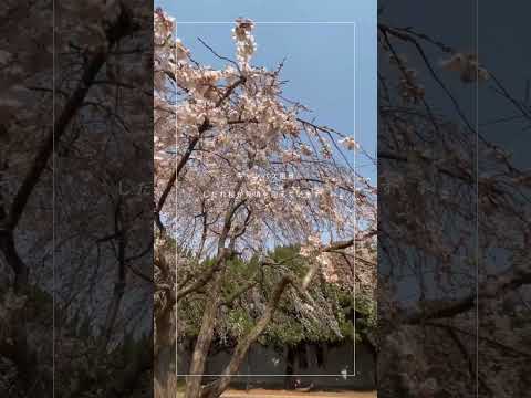 【キャンパス風景】しだれ桜が見頃を迎えています！ #shorts