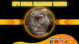 Download lagu SUARA GARANGAN TARUNG DI SAWAH DIJAMIN YANG LAIN DATANG mp3 Download lagu SUARA GARANGAN TARUNG DI SAWAH DIJAMIN YANG LAIN DATANG mp3